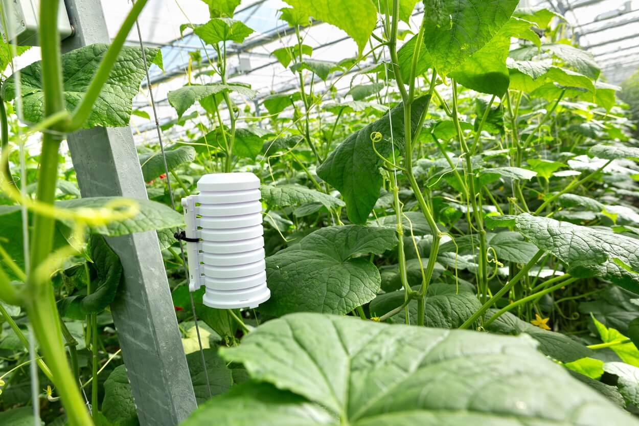 yookr weconnect smart farming crop monitoring solution future of agriculture